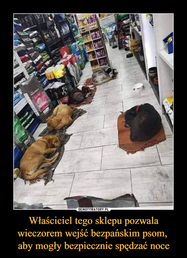 Właściciel tego sklepu pozwala wieczorem wejść bezpańskim psom, aby mogły bezpiecznie spędzać noce –  