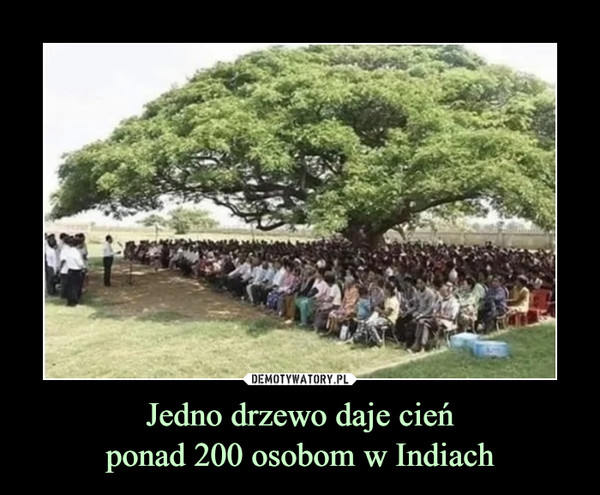 Jedno drzewo daje cieńponad 200 osobom w Indiach –  