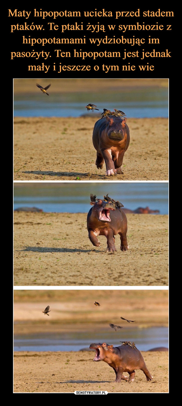 Maty hipopotam ucieka przed stadem ptaków. Te ptaki żyją w symbiozie z hipopotamami wydziobując im pasożyty. Ten hipopotam jest jednak mały i jeszcze o tym nie wie