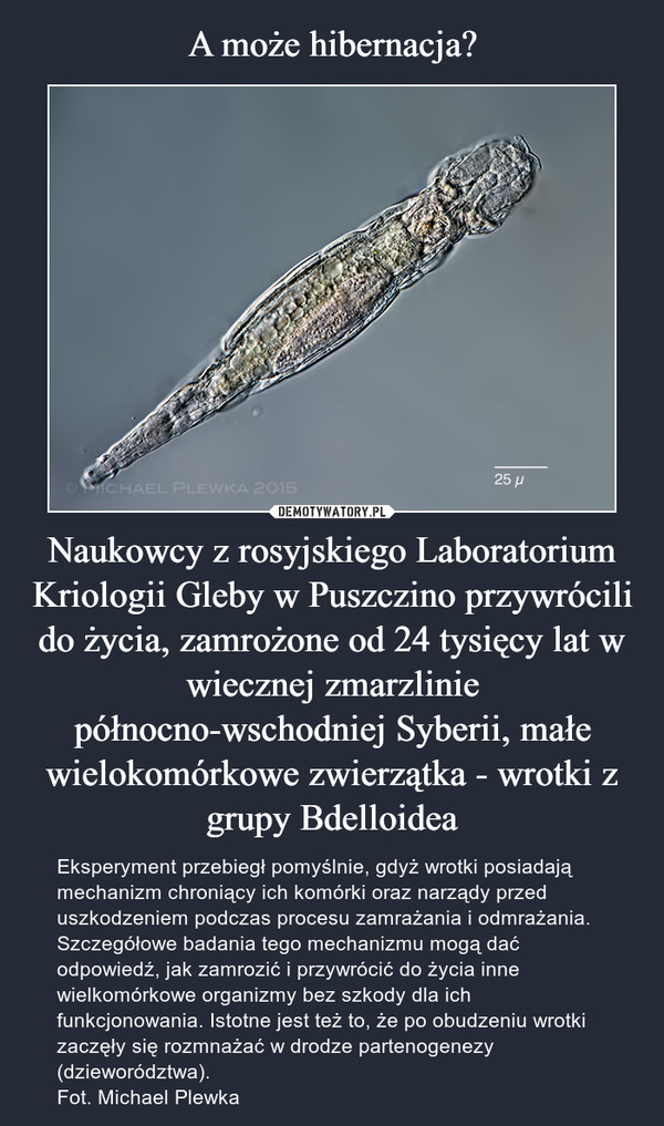 Naukowcy z rosyjskiego Laboratorium Kriologii Gleby w Puszczino przywrócili do życia, zamrożone od 24 tysięcy lat w wiecznej zmarzlinie północno-wschodniej Syberii, małe wielokomórkowe zwierzątka - wrotki z grupy Bdelloidea – Eksperyment przebiegł pomyślnie, gdyż wrotki posiadają mechanizm chroniący ich komórki oraz narządy przed uszkodzeniem podczas procesu zamrażania i odmrażania. Szczegółowe badania tego mechanizmu mogą dać odpowiedź, jak zamrozić i przywrócić do życia inne wielkomórkowe organizmy bez szkody dla ich funkcjonowania. Istotne jest też to, że po obudzeniu wrotki zaczęły się rozmnażać w drodze partenogenezy (dzieworództwa). Fot. Michael Plewka 