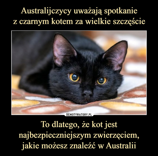 Australijczycy uważają spotkanie
z czarnym kotem za wielkie szczęście To dlatego, że kot jest najbezpieczniejszym zwierzęciem,
jakie możesz znaleźć w Australii