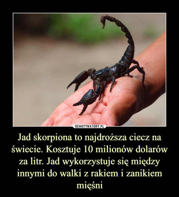 Jad skorpiona to najdroższa ciecz na świecie. Kosztuje 10 milionów dolarów za litr. Jad wykorzystuje się między innymi do walki z rakiem i zanikiem mięśni