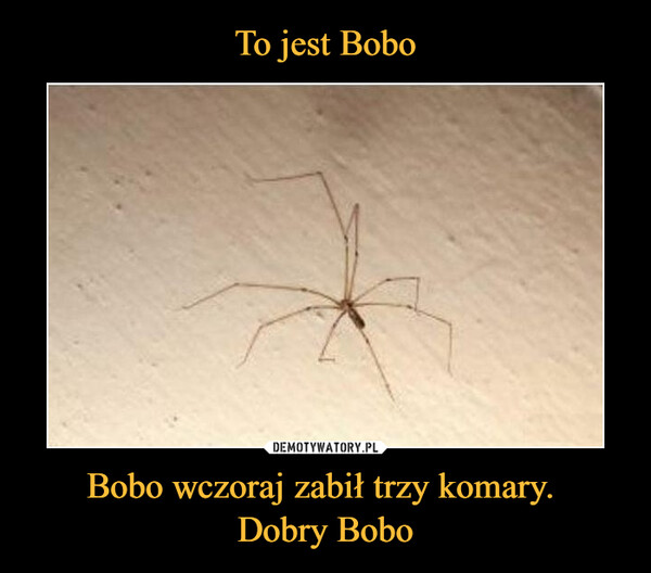 Bobo wczoraj zabił trzy komary. Dobry Bobo –  
