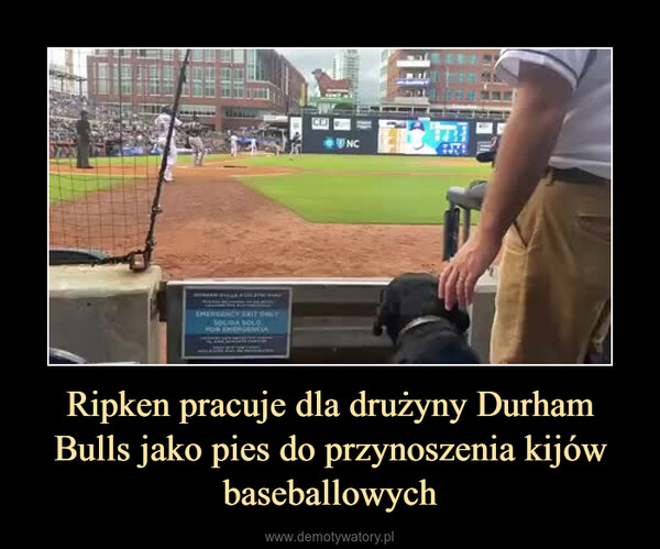 Ripken pracuje dla drużyny Durham Bulls jako pies do przynoszenia kijów baseballowych –  