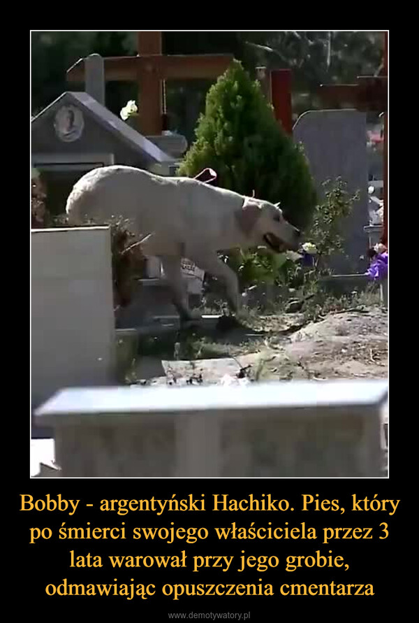 Bobby - argentyński Hachiko. Pies, który po śmierci swojego właściciela przez 3 lata warował przy jego grobie, odmawiając opuszczenia cmentarza –  
