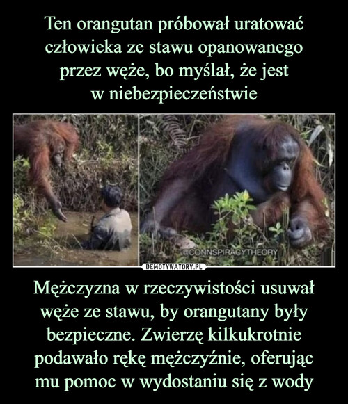 Ten orangutan próbował uratować człowieka ze stawu opanowanego
przez węże, bo myślał, że jest
w niebezpieczeństwie Mężczyzna w rzeczywistości usuwał węże ze stawu, by orangutany były bezpieczne. Zwierzę kilkukrotnie podawało rękę mężczyźnie, oferując
mu pomoc w wydostaniu się z wody