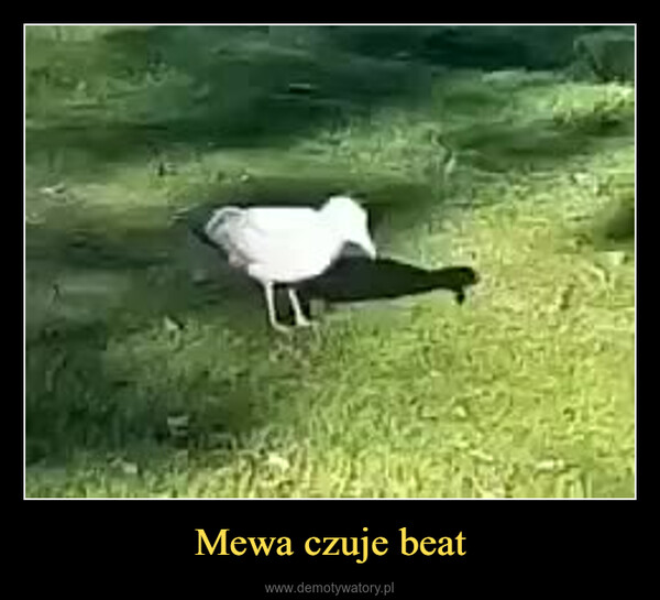 Mewa czuje beat –  