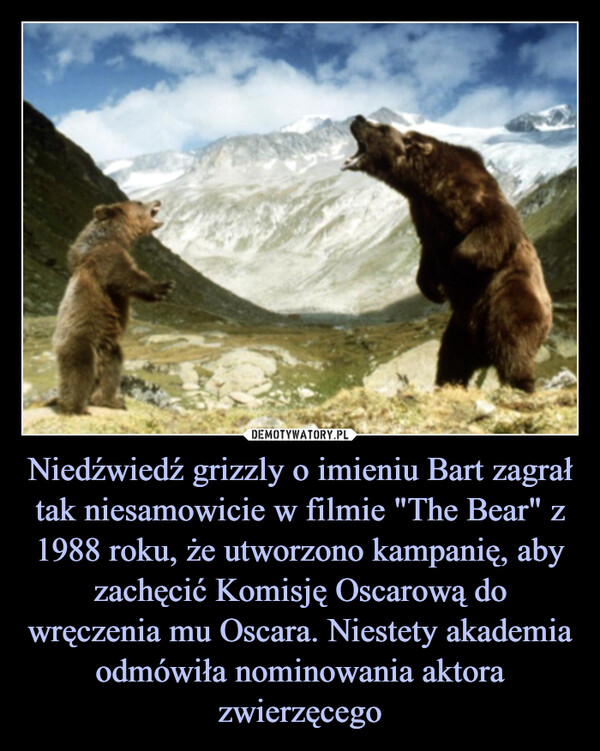 Niedźwiedź grizzly o imieniu Bart zagrał tak niesamowicie w filmie "The Bear" z 1988 roku, że utworzono kampanię, aby zachęcić Komisję Oscarową do wręczenia mu Oscara. Niestety akademia odmówiła nominowania aktora zwierzęcego –  