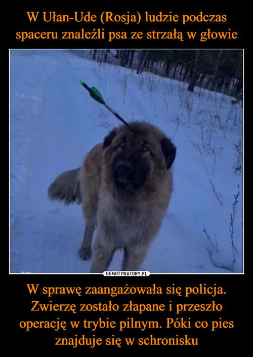 W Ułan-Ude (Rosja) ludzie podczas spaceru znaleźli psa ze strzałą w głowie W sprawę zaangażowała się policja. Zwierzę zostało złapane i przeszło operację w trybie pilnym. Póki co pies znajduje się w schronisku