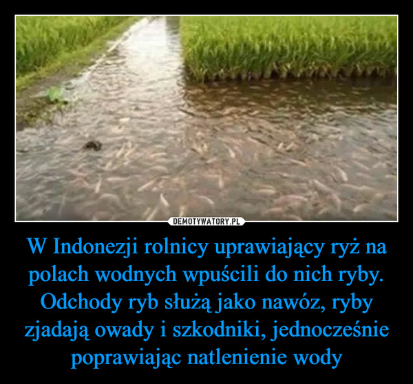 W Indonezji rolnicy uprawiający ryż na polach wodnych wpuścili do nich ryby. Odchody ryb służą jako nawóz, ryby zjadają owady i szkodniki, jednocześnie poprawiając natlenienie wody