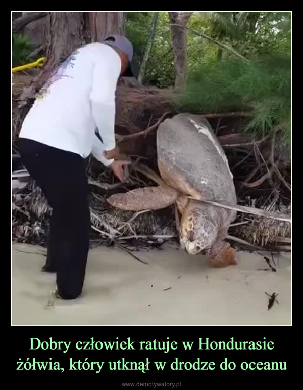 Dobry człowiek ratuje w Hondurasie żółwia, który utknął w drodze do oceanu –  