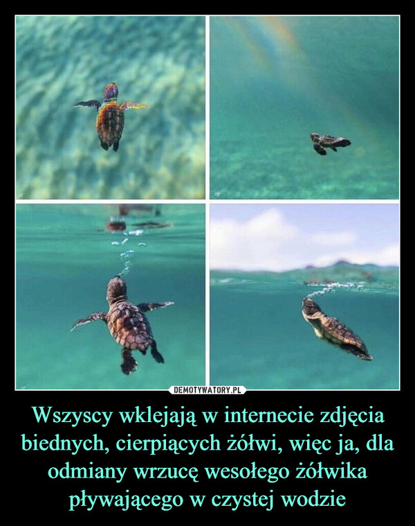 Wszyscy wklejają w internecie zdjęcia biednych, cierpiących żółwi, więc ja, dla odmiany wrzucę wesołego żółwika pływającego w czystej wodzie