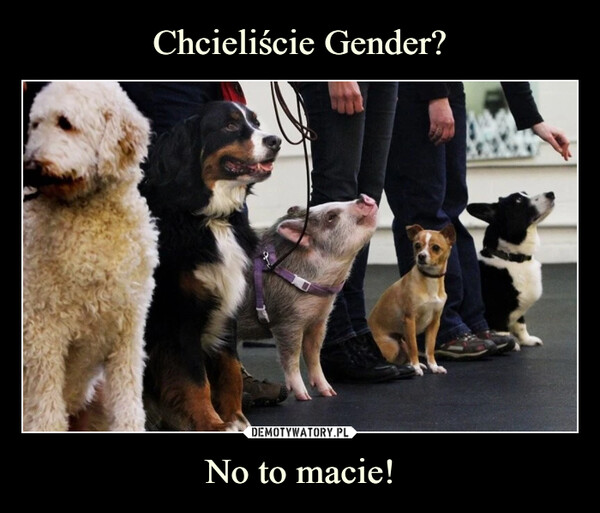 Chcieliście Gender? No to macie!