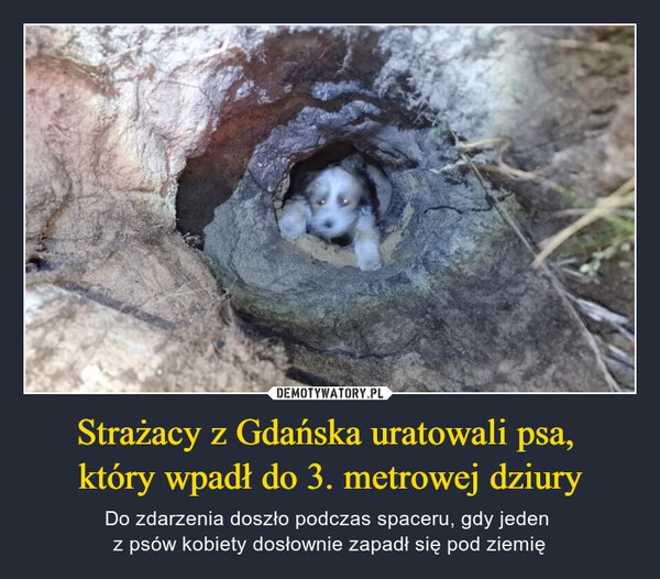 Strażacy z Gdańska uratowali psa, który wpadł do 3. metrowej dziury – Do zdarzenia doszło podczas spaceru, gdy jeden z psów kobiety dosłownie zapadł się pod ziemię 