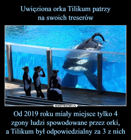 Uwięziona orka Tilikum patrzy
na swoich treserów Od 2019 roku miały miejsce tylko 4 zgony ludzi spowodowane przez orki,
a Tilikum był odpowiedzialny za 3 z nich