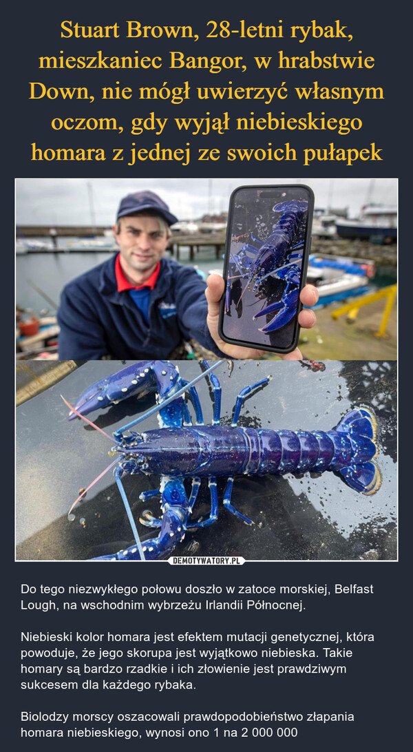 Stuart Brown, 28-letni rybak, mieszkaniec Bangor, w hrabstwie Down, nie mógł uwierzyć własnym oczom, gdy wyjął niebieskiego homara z jednej ze swoich pułapek