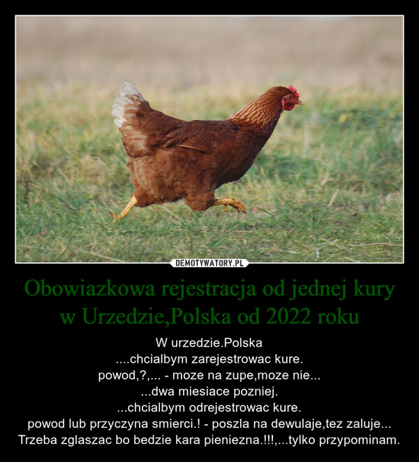 Obowiazkowa rejestracja od jednej kury w Urzedzie,Polska od 2022 roku