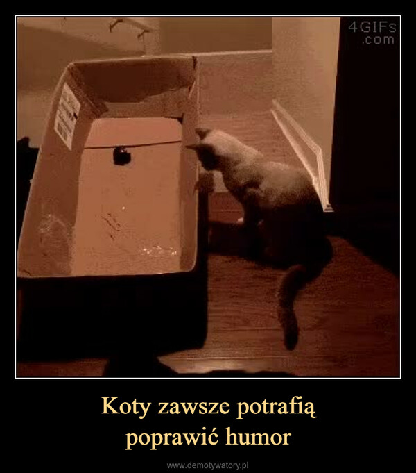 Koty zawsze potrafiąpoprawić humor –  0124 GIFS.com