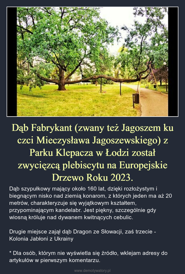 Dąb Fabrykant (zwany też Jagoszem ku czci Mieczysława Jagoszewskiego) z Parku Klepacza w Łodzi został zwycięzcą plebiscytu na Europejskie Drzewo Roku 2023. – Dąb szypułkowy mający około 160 lat, dzięki rozłożystym i biegnącym nisko nad ziemią konarom, z których jeden ma aż 20 metrów, charakteryzuje się wyjątkowym kształtem, przypominającym kandelabr. Jest piękny, szczególnie gdy wiosną króluje nad dywanem kwitnących cebulic.Drugie miejsce zajął dąb Dragon ze Słowacji, zaś trzecie - Kolonia Jabłoni z Ukrainy* Dla osób, którym nie wyświetla się źródło, wklejam adresy do artykułów w pierwszym komentarzu. 
