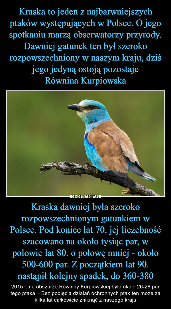 Kraska dawniej była szeroko rozpowszechnionym gatunkiem w Polsce. Pod koniec lat 70. jej liczebność szacowano na około tysiąc par, w połowie lat 80. o połowę mniej - około 500-600 par. Z początkiem lat 90. nastąpił kolejny spadek, do 360-380 – 2015 r. na obszarze Równiny Kurpiowskiej było około 26-28 par tego ptaka. - Bez podjęcia działań ochronnych ptak ten może za kilka lat całkowicie zniknąć z naszego kraju 