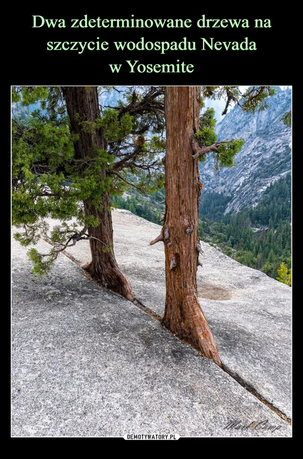 Dwa zdeterminowane drzewa na szczycie wodospadu Nevada
w Yosemite