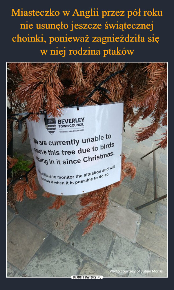  –  BEVERLEYTOWN COUNCILWORKING AS A COMMUNITYWe are currently unable toremove this tree due to birdssting in it since Christmas.continue to monitor the situation and willemove it when it is possible to do so.Photo courtesy of Julian Morris