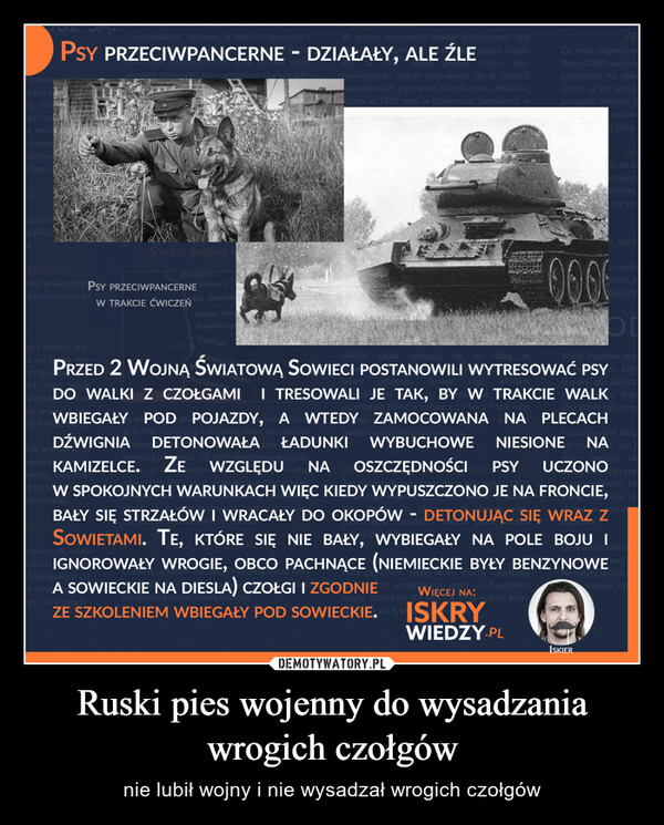 Ruski pies wojenny do wysadzania wrogich czołgów