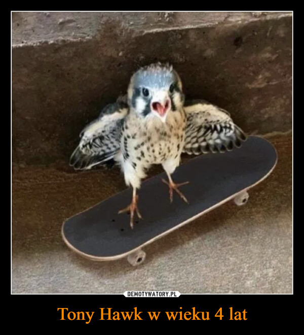 Tony Hawk w wieku 4 lat –  W02333
