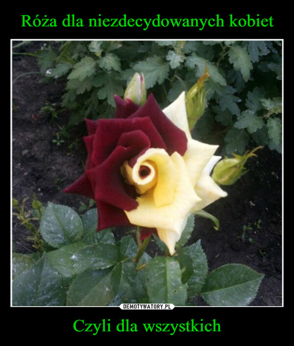 Róża dla niezdecydowanych kobiet Czyli dla wszystkich