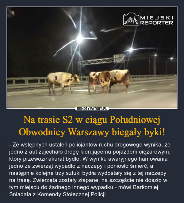 Na trasie S2 w ciągu Południowej Obwodnicy Warszawy biegały byki!