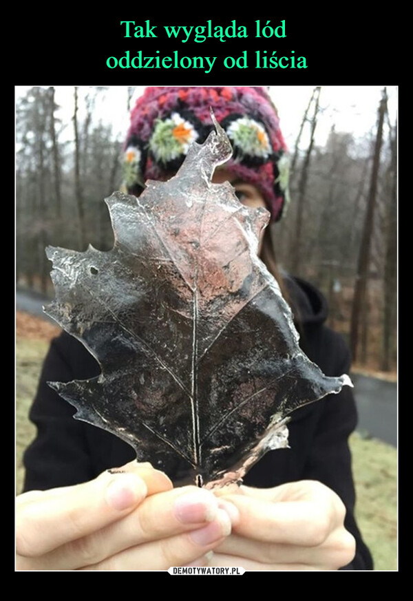 Tak wygląda lód 
oddzielony od liścia