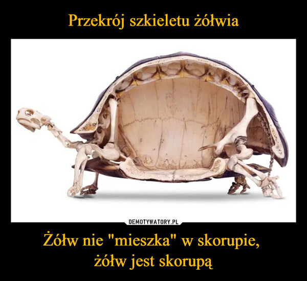 Przekrój szkieletu żółwia Żółw nie "mieszka" w skorupie, 
żółw jest skorupą