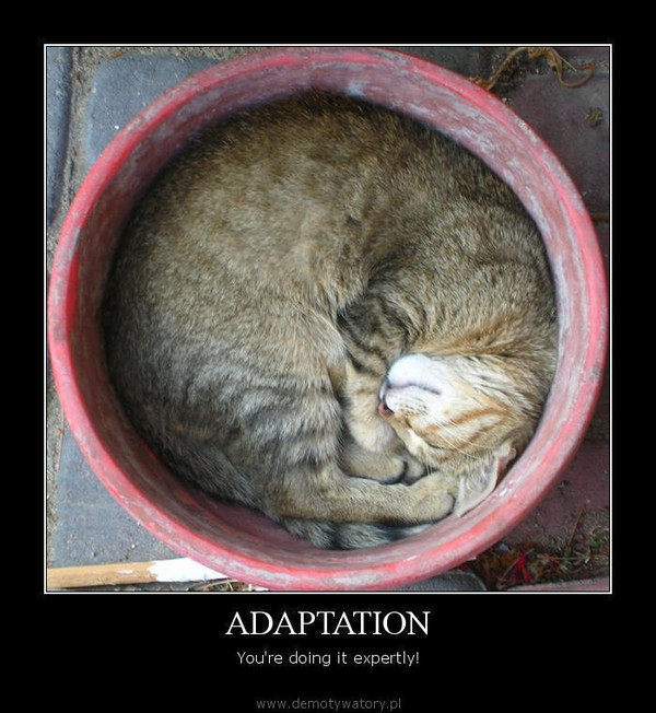 ADAPTATION – You're doing it expertly!  